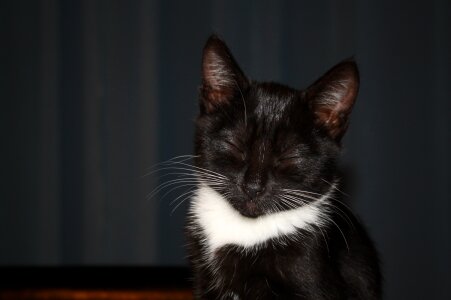 Animal pet kitty
