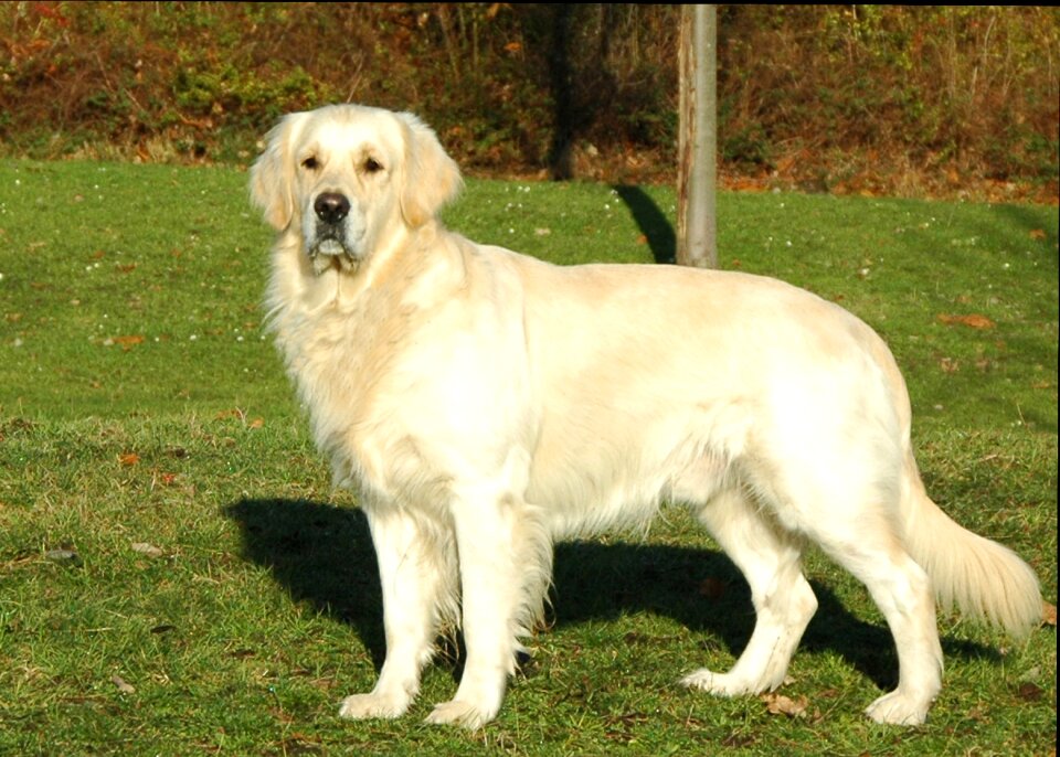 Dogs animal portrait dog portrait