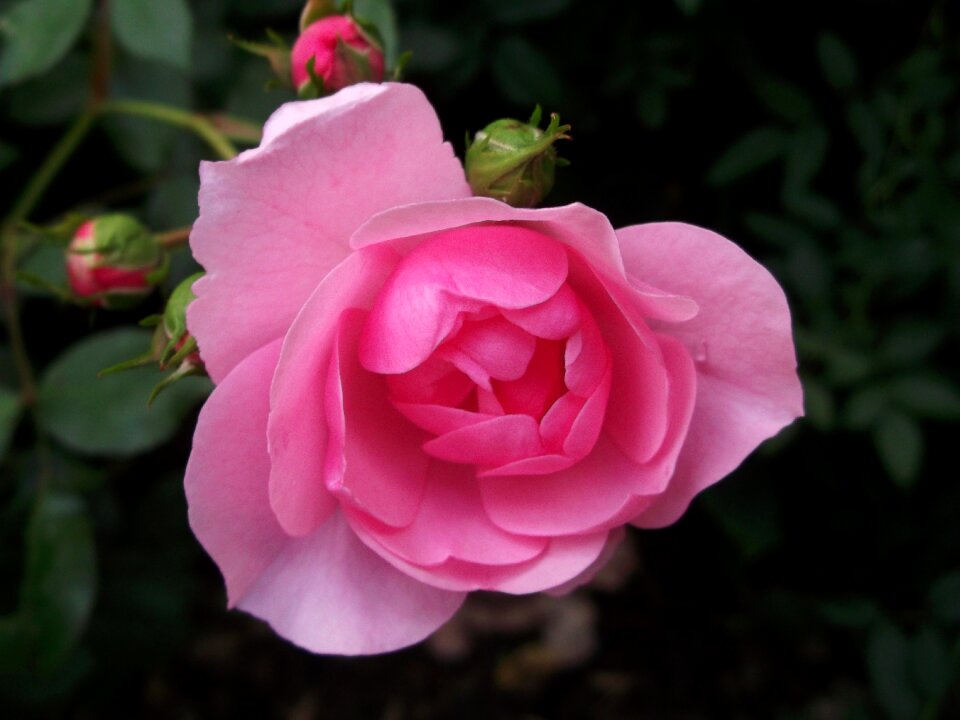 Rose pink garden roses