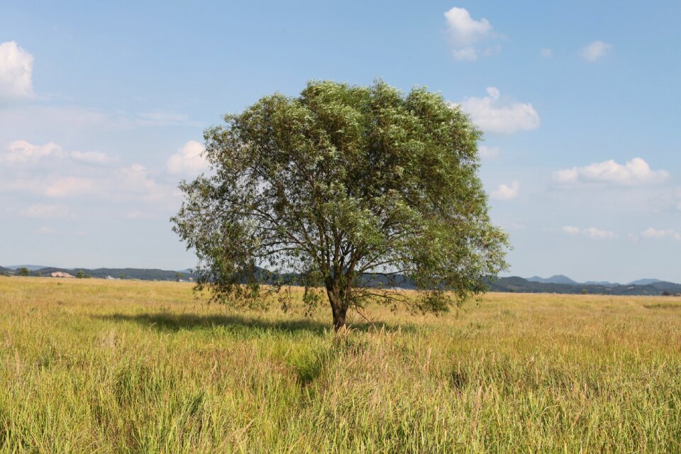 Nature scenery wood
