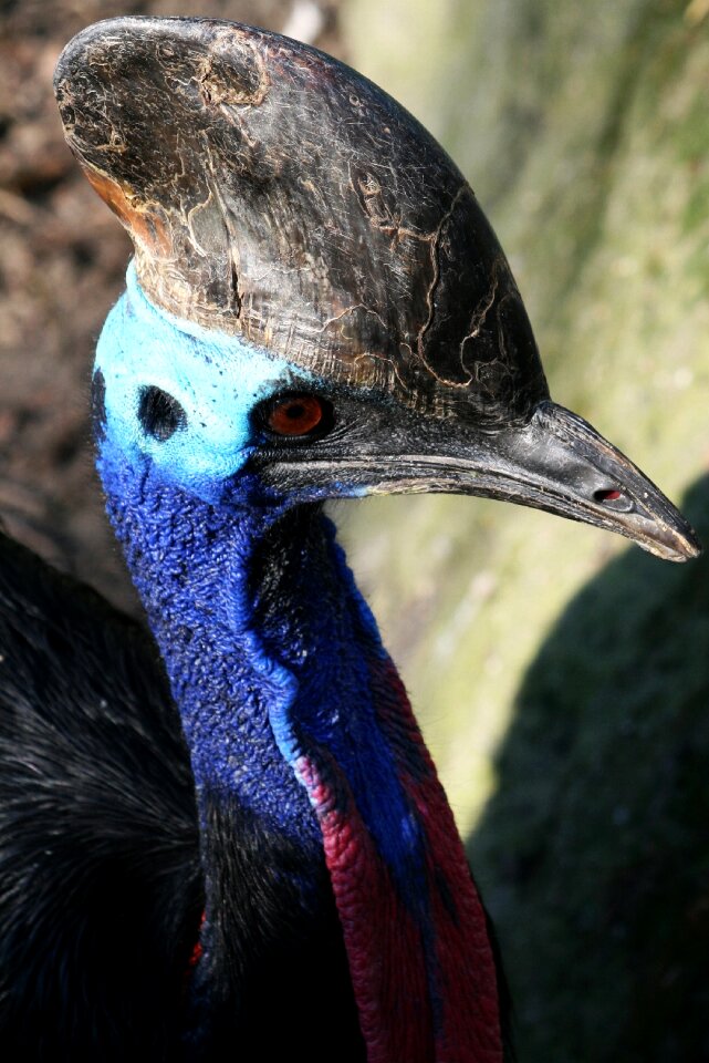 Cassowary bone beak