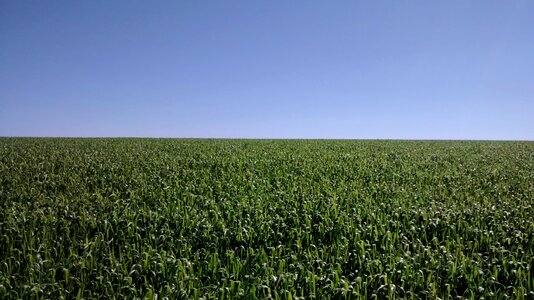 Corn agriculture crop