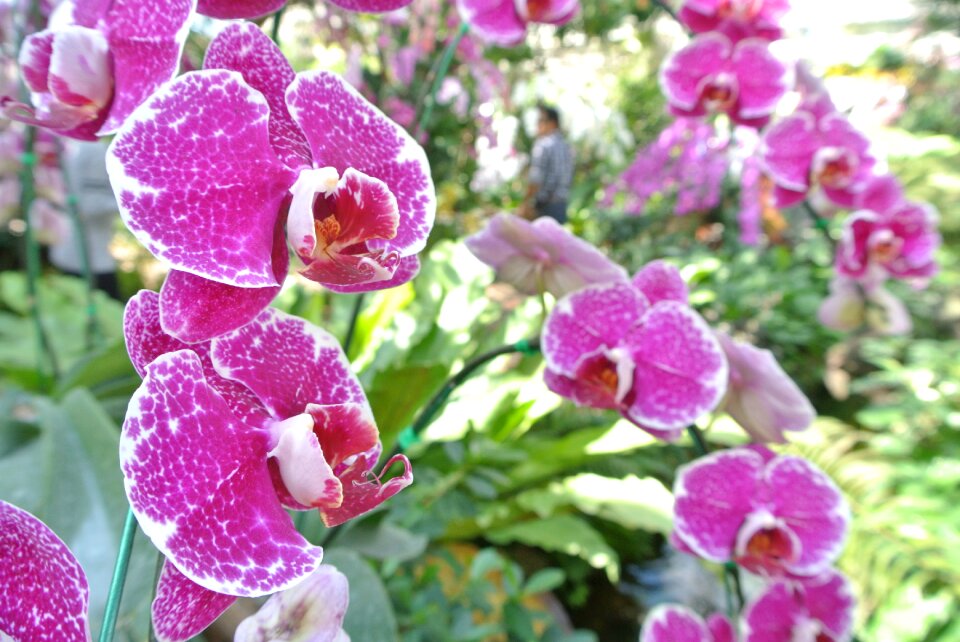 Pink purple plant