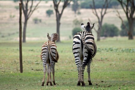 Wildlife zebra