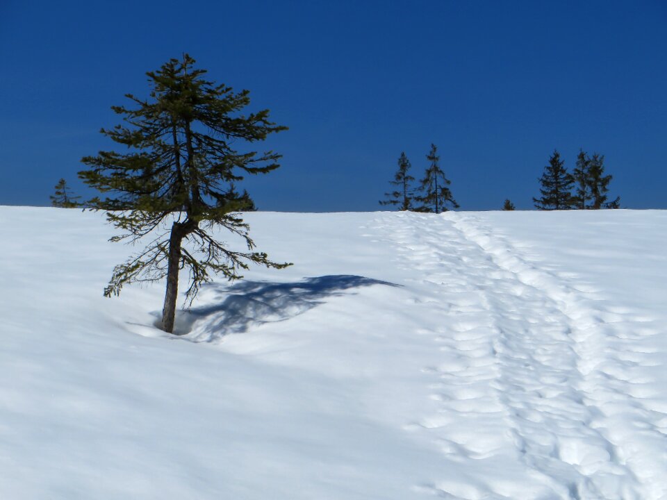 Nature winter dream winter forest