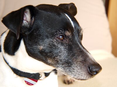 Animal portrait hunting dog cute