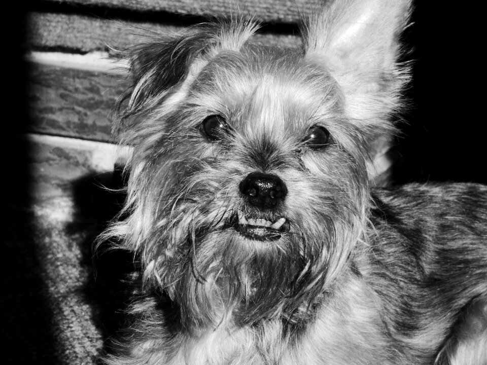 Pet animal canine