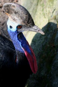 Cassowary bone beak photo