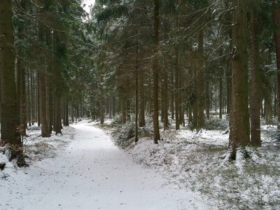 Nature plant upper austria photo