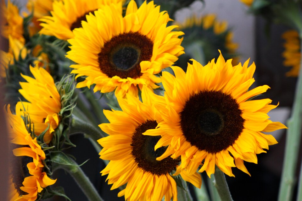 Summer sunflower flower