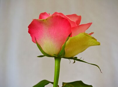 Pink rose nature plants
