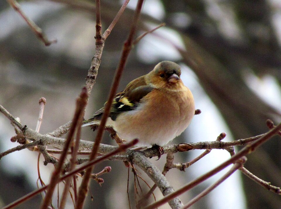 Pticaptička colorful finch