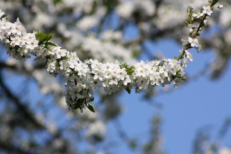 Apple branch blue