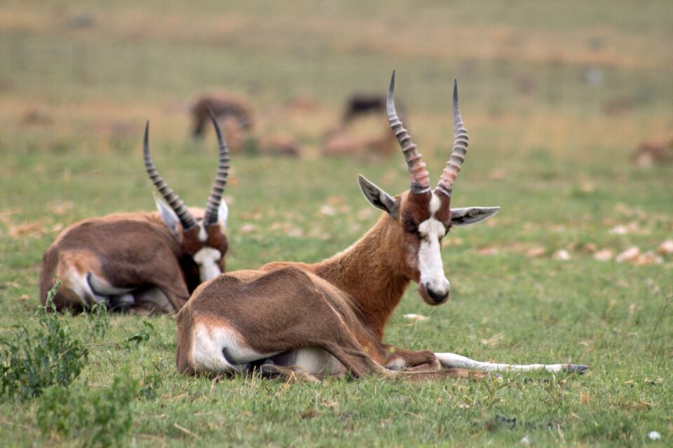 Africa wildlife