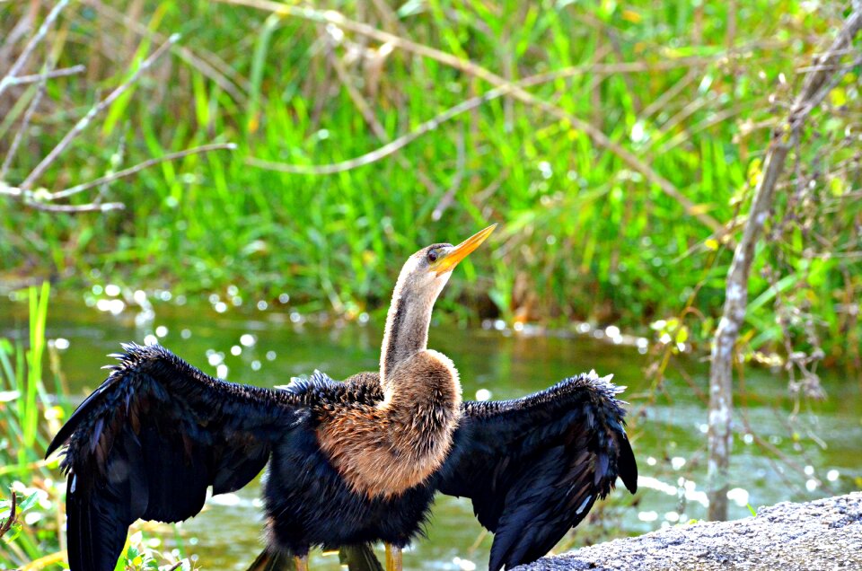 Florida wild wildlife