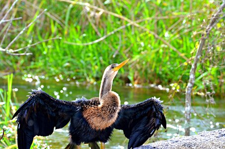 Florida wild wildlife photo