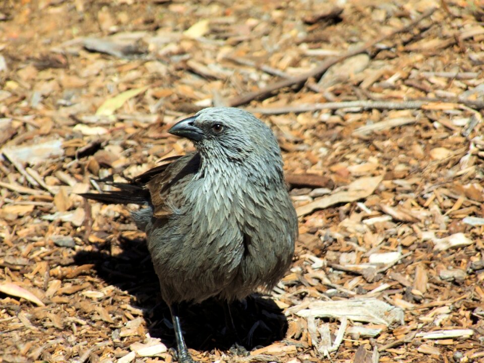 Lazy jack bird brown