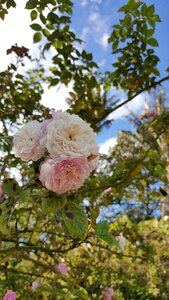 Flower white nature