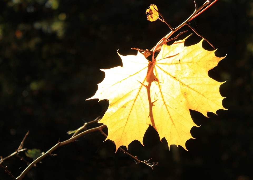 Backlighting yellow autumn mood