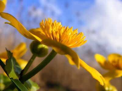 Blue sky yellow photo