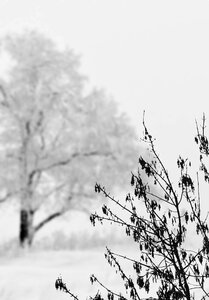 Cold white tree photo
