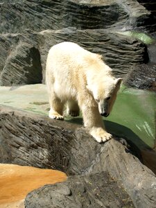 Animal beast predator