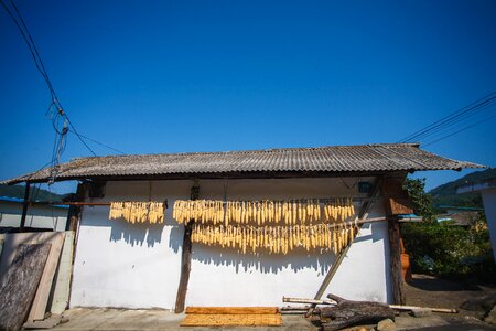 Corn landscape the korean countryside