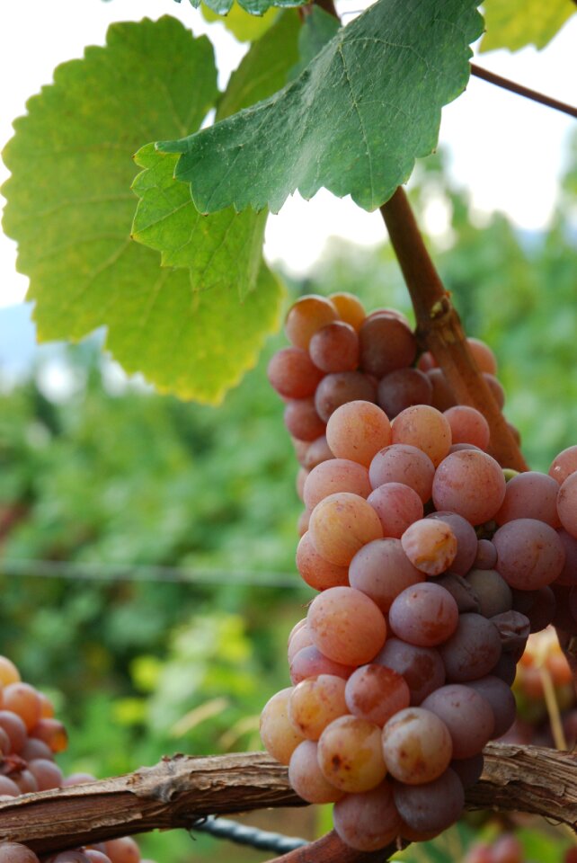 Gewurztraminer grape vine