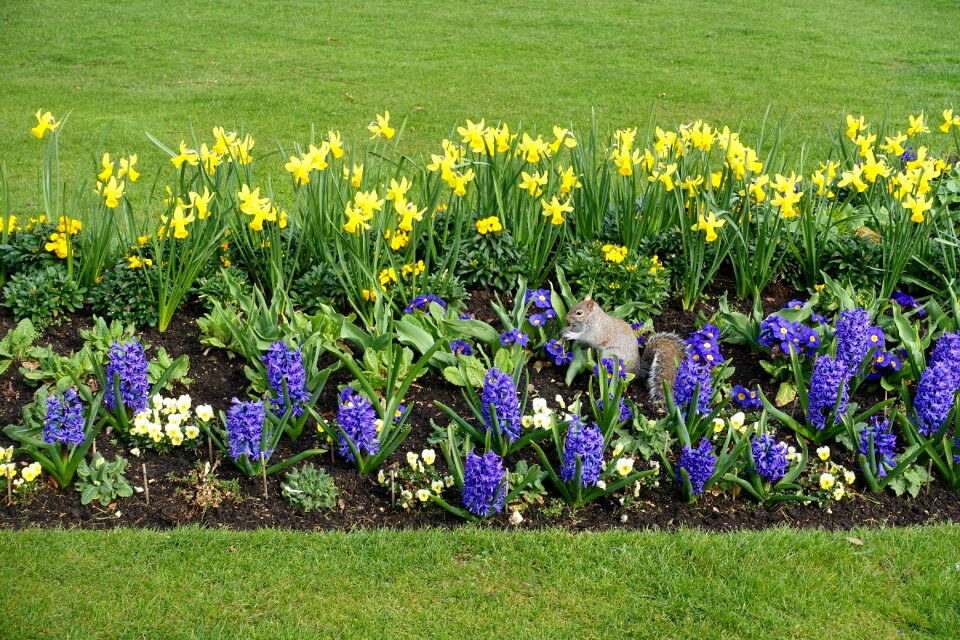 Rodent perennial habitat