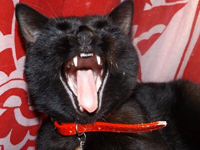 Animal black cat domestic animal photo