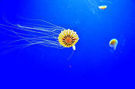 Aquarium atlanta photo