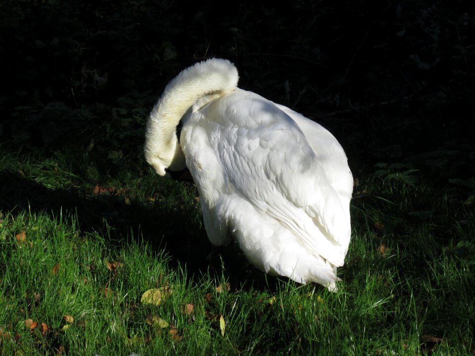 Bird landscape cygnus