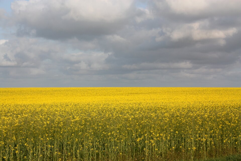 Crop yellow gray