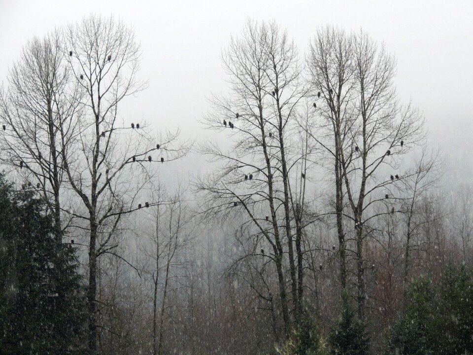 Nature wild