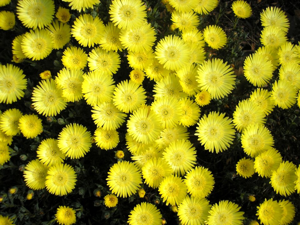 Carpobrotus ice plant succulent yellow