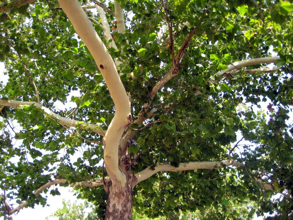 Green foliage plant