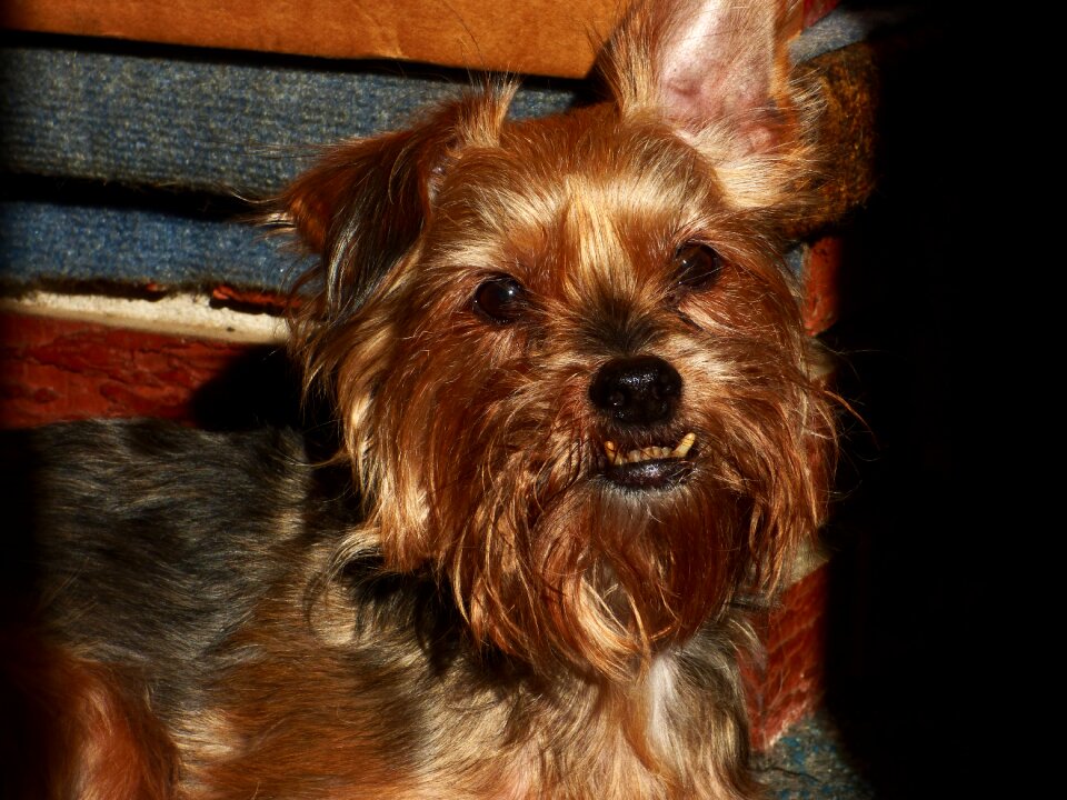 Animal yorkshire terror smiling