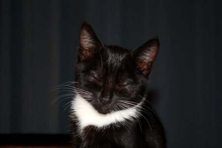 Animal feline pet