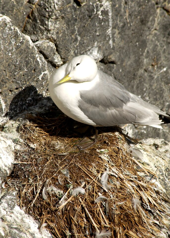 Seagull nest sea