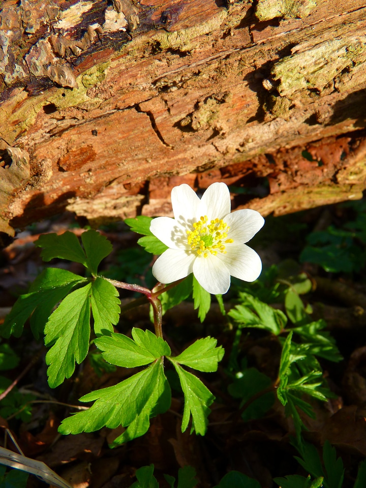 Anemone flower white