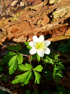 Anemone flower white