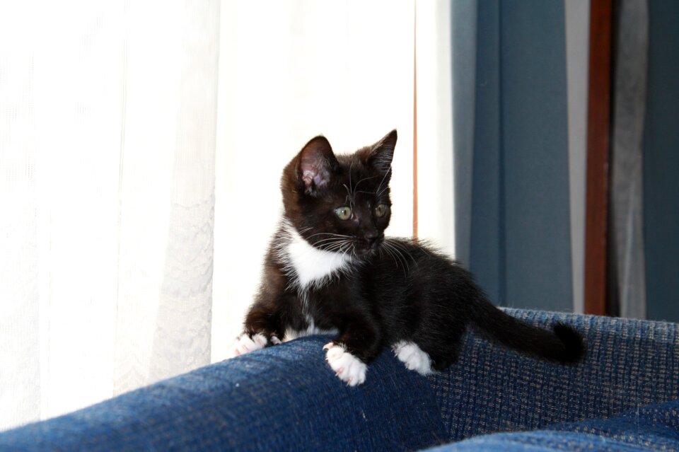 Young cute animal