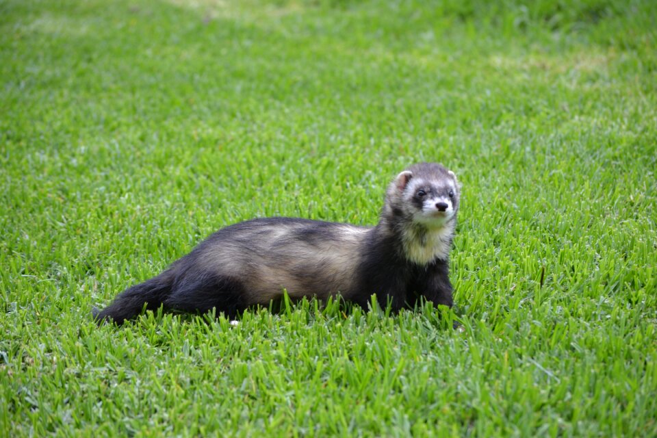 Hurolates pets ferrets