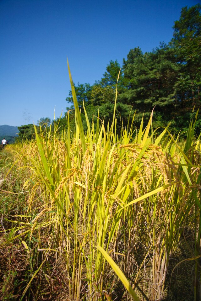 Autumn harvest farming