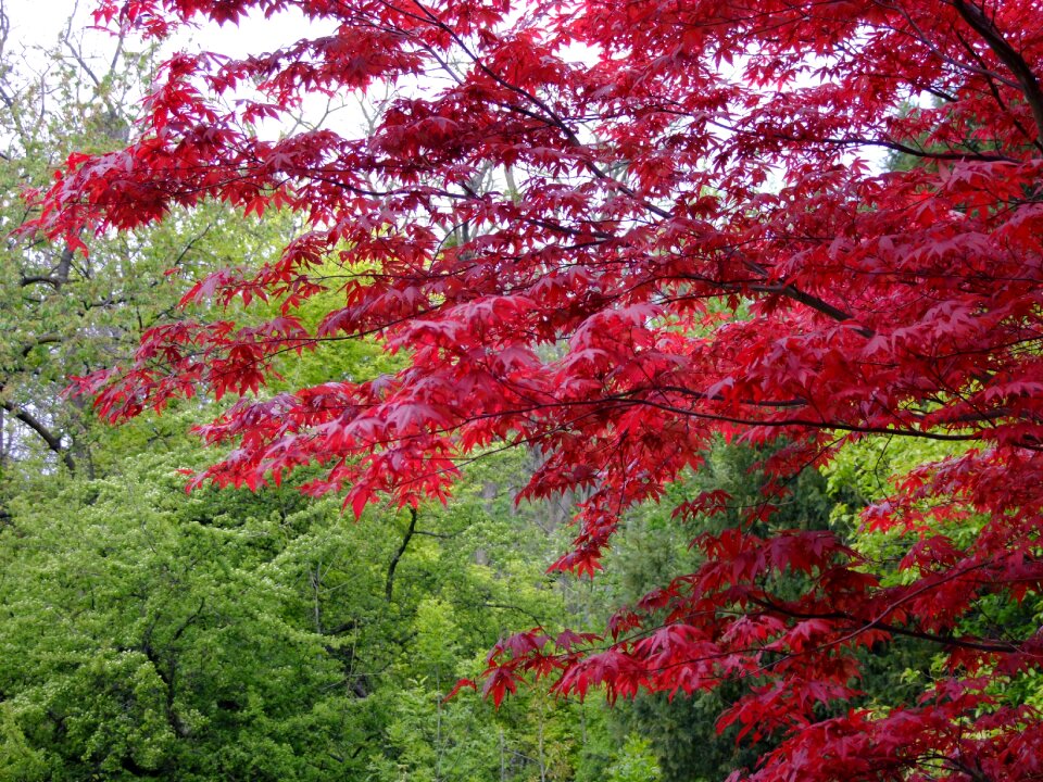 Tree japanese maple leaves