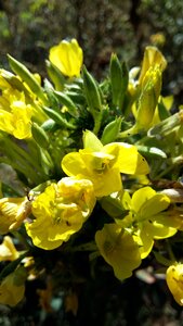 Wallpapers spring in my house farm evening primrose oil