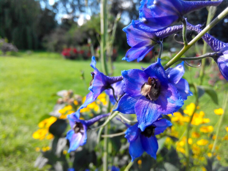 Summer flower nature