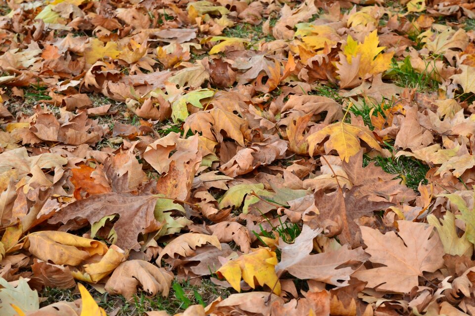 Dry leaves yellow the leaves are