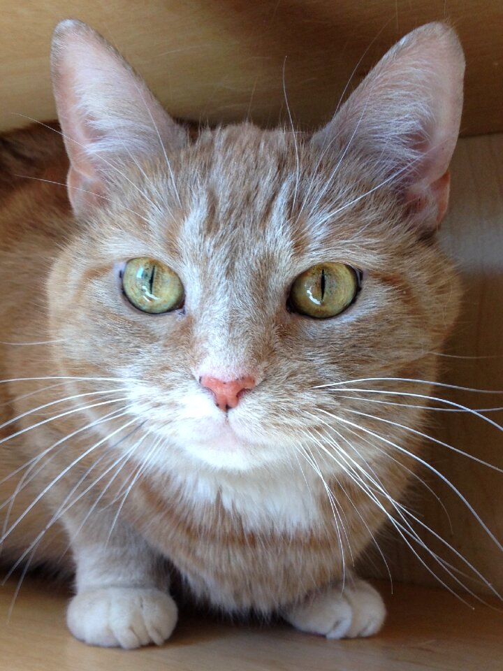 Pet cute kitty