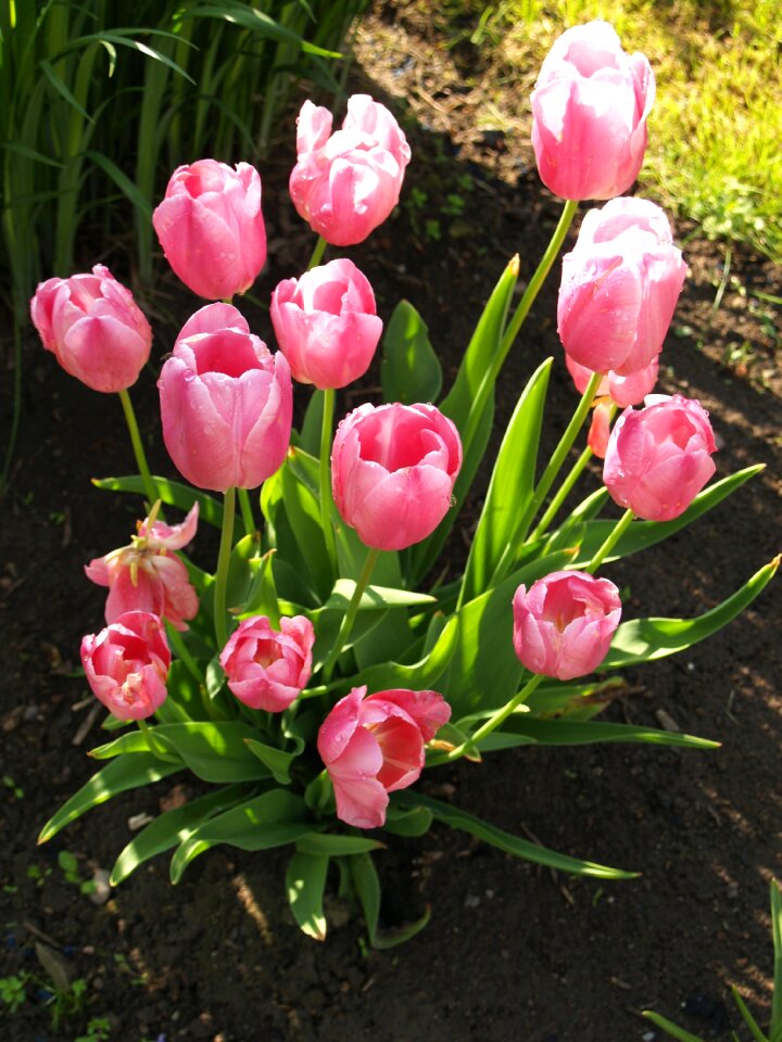 Bouquet bed pink